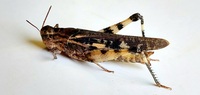 Chortophaga viridifasciata