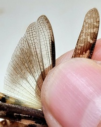 Chortophaga viridifasciata