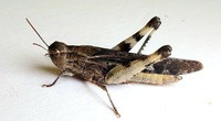 Chortophaga viridifasciata