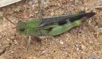 Chortophaga viridifasciata