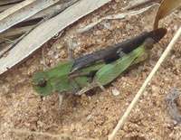 Chortophaga viridifasciata