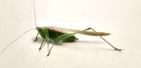 Conocephalus fasciatus