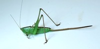 Conocephalus strictus