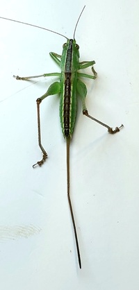 Conocephalus strictus