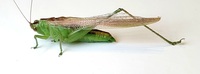 Conocephalus fasciatus