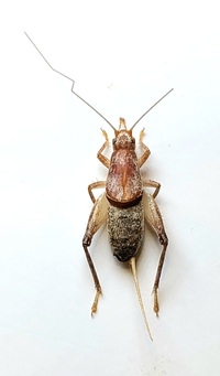 Cycloptilum slossoni