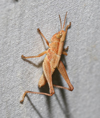 Dichromorpha viridis