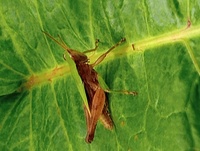 Dichromorpha viridis
