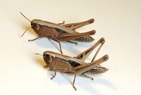 Amblytropidia mysteca
