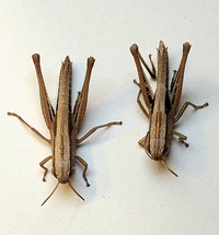 Amblytropidia mysteca