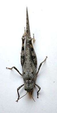 Dissosteira carolina