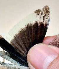 Dissosteira carolina