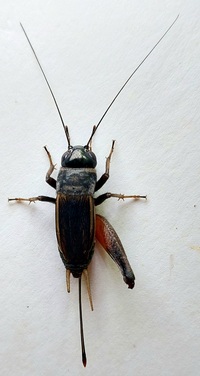 Gryllus firmus