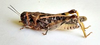 Hippiscus ocelote