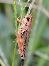 Melanoplus propinquus
