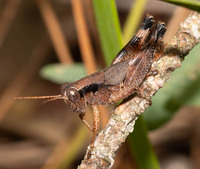 Melanoplus strumosus