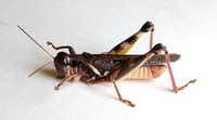 Melanoplus keeleri keeleri