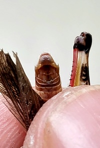 Melanoplus keeleri keeleri