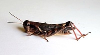 Melanoplus keeleri keeleri