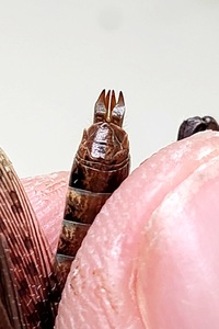Melanoplus keeleri keeleri