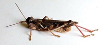 Melanoplus keeleri keeleri