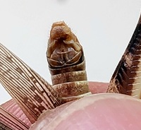 Melanoplus keeleri keeleri