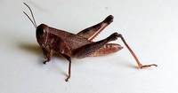 Melanoplus coreyi