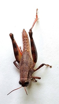 Melanoplus coreyi