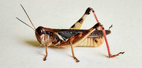 Melanoplus keeleri keeleri