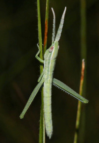 Mermiria picta