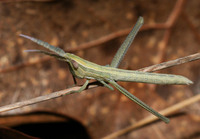 Mermiria picta
