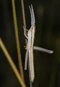 Mermiria picta