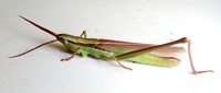 Mermiria picta