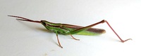 Mermiria picta