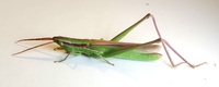 Mermiria picta
