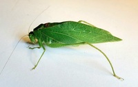 Microcentrum retinerve