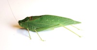 Microcentrum retinerve