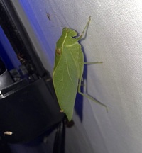 Microcentrum retinerve