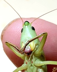 Neoconocephalus unidentified species