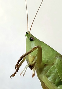 Neoconocephalus unidentified species