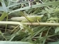 Neoconocephalus unidentified species