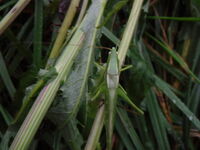 Neoconocephalus unidentified species