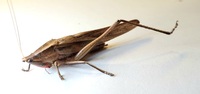 Neoconocephalus retusus