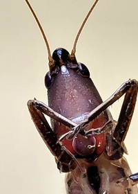 Neoconocephalus retusus