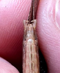Neoconocephalus retusus