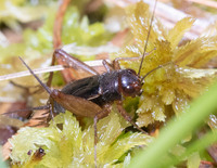 Neonemobius palustris