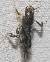 Neotridactylus apicialis