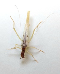Neoxabea bipunctata