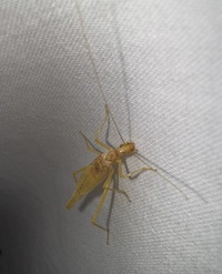 Neoxabea bipunctata