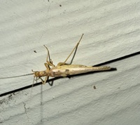 Neoxabea bipunctata